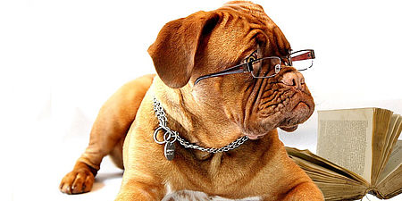 Fotografia di un cane e di un libro