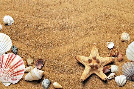 Spiaggia con conchiglie e stella marina