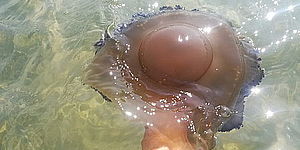 Una medusa cassiopea mediterranea