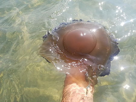 Una medusa cassiopea mediterranea